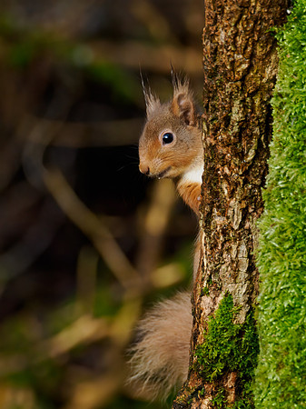 Sunny Squirrel
