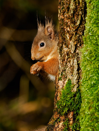 Sunny Squirrel
