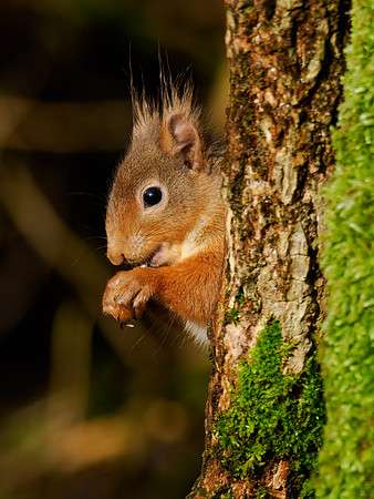 Sunny Squirrel