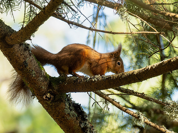 Red Squirrel