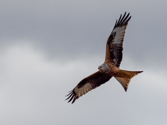 Red Kite in Flight