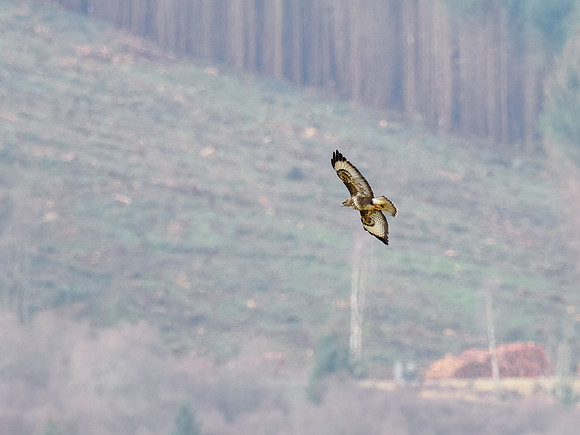 20230223-Greag Mhòr-OM013543-Edit