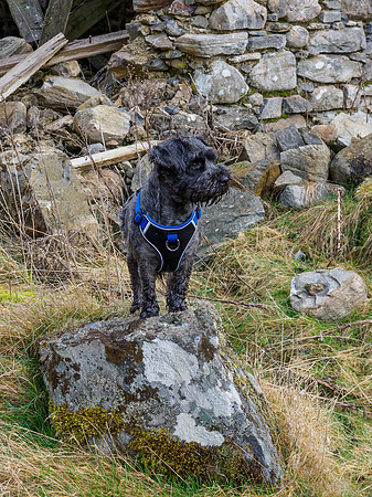 Achnababan Archie