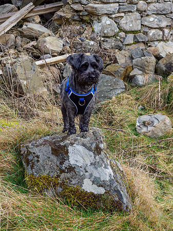 Achnababan Archie