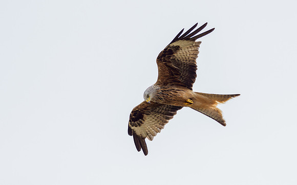 20220716-Loch Ussie-EM120994