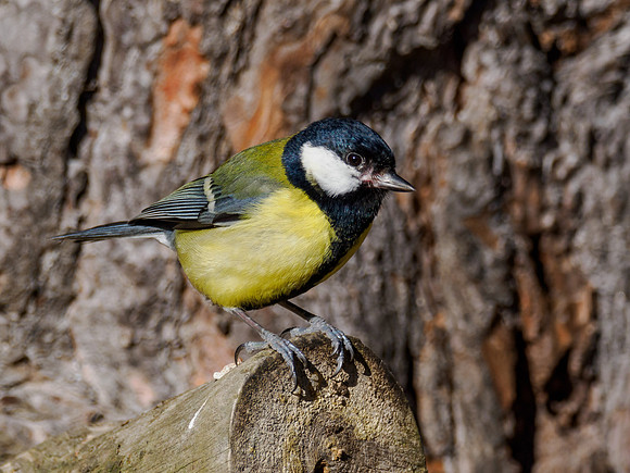 Great Tit (Parus major)