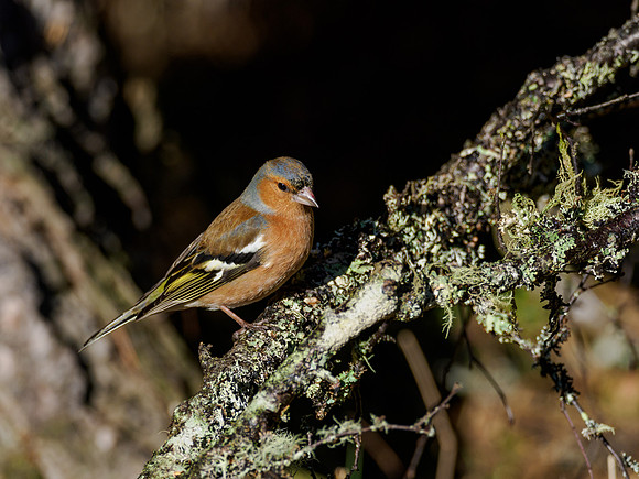 Chaffinch (Fringilla coelebs)