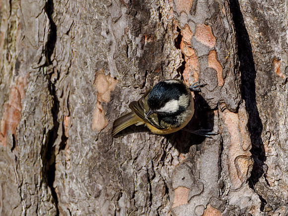 Coal Tit (Periparus ater)