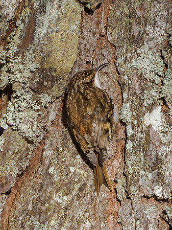 Treecreeper (Certhia familiaris)