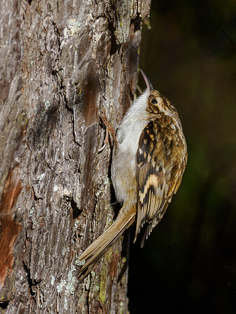 Treecreeper (Certhia familiaris)
