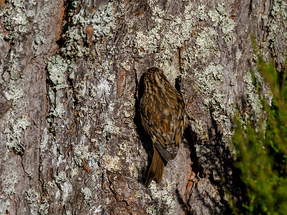 Treecreeper (Certhia familiaris)