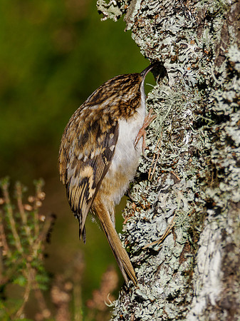 Treecreeper (Certhia familiaris)