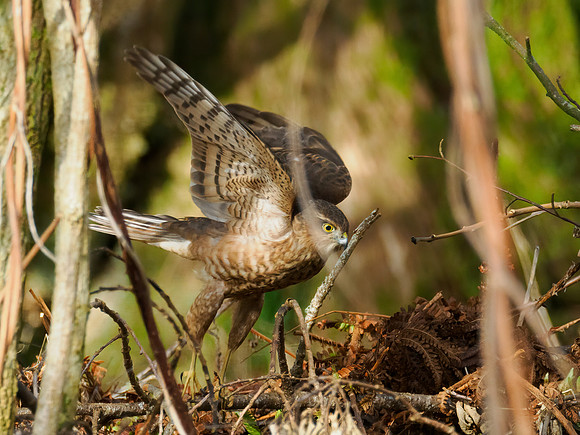 Sparrow Hawk (Accipiter nisus)