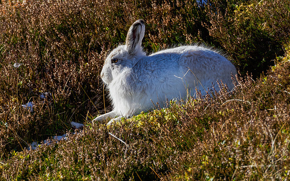 Mountain Hare
