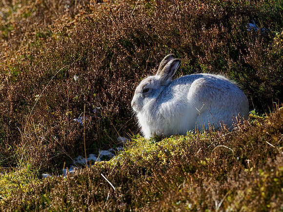 Mountain Hare