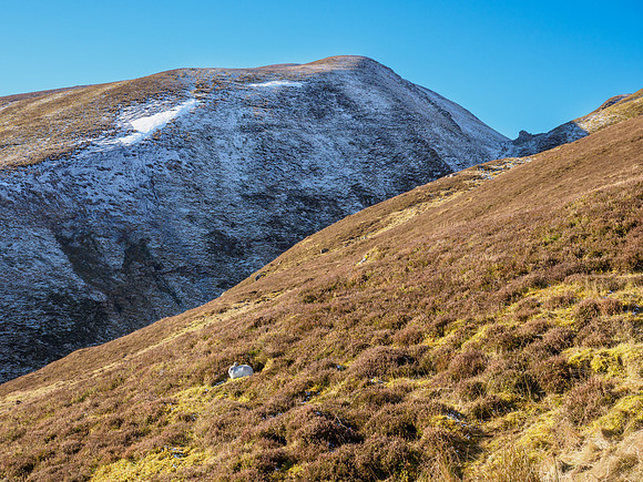 Mountain Hare