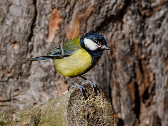 Great Tit (Parus major)