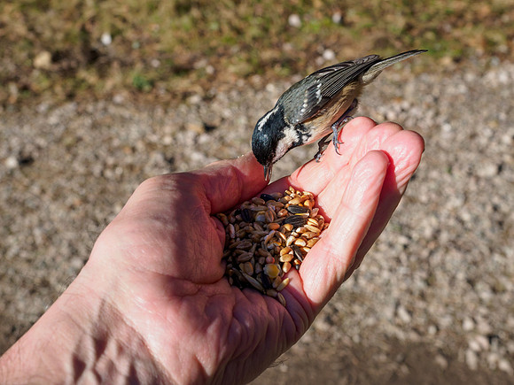 A Bird in the Hand...