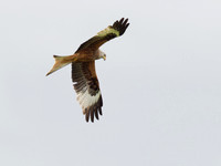 Red Kite