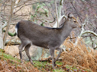 Sika Deer (Cervus nippon)