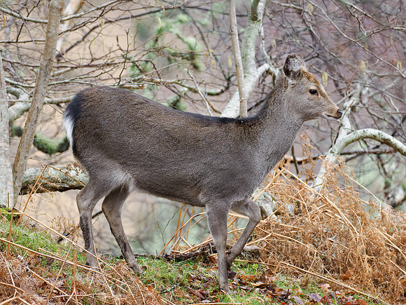 Sika Deer (Cervus nippon)