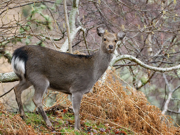 Sika Deer (Cervus nippon)