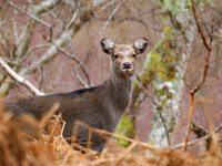 Sika Deer (Cervus nippon)