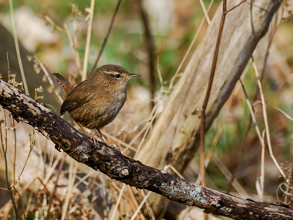 Troglodytes troglodytes