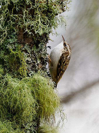 Treecreeper (Certhia familiaris)