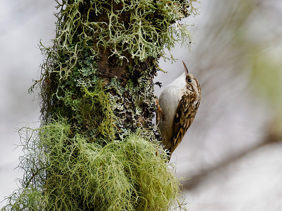Treecreeper (Certhia familiaris)