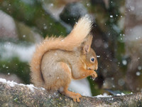 Squirrel in the Snow