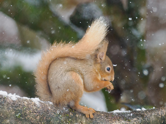 Squirrel in the Snow