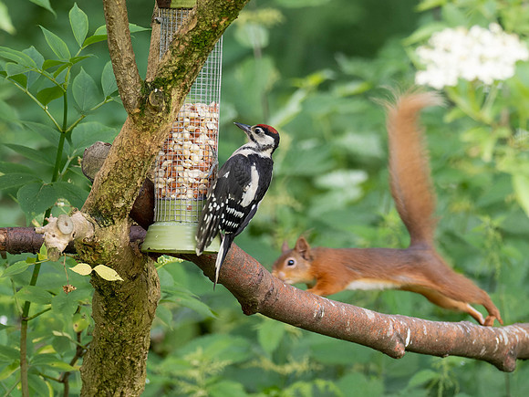Juvenile Great Spotted Woodpecker