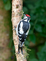 Juvenile Great Spotted Woodpecker