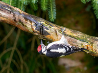 Juvenile Great Spotted Woodpecker