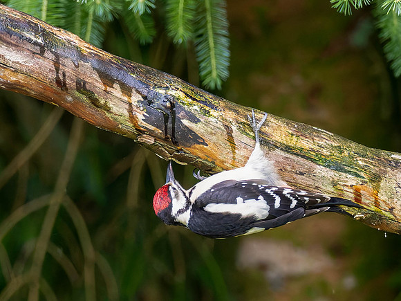 Juvenile Great Spotted Woodpecker