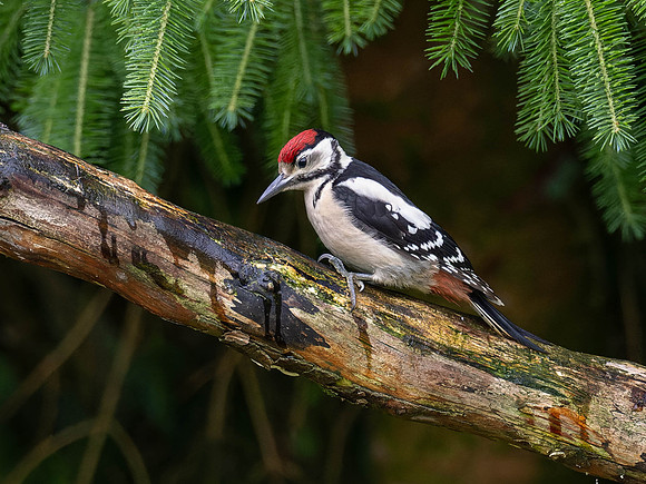 Juvenile Great Spotted Woodpecker