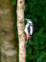 Great Spotted Woodpecker