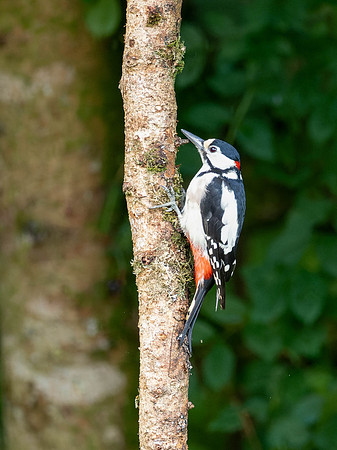 Great Spotted Woodpecker