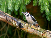 Juvenile Great Spotted Woodpecker