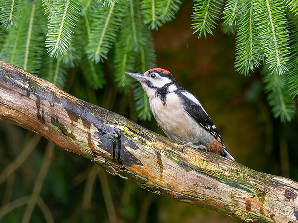 Juvenile Great Spotted Woodpecker