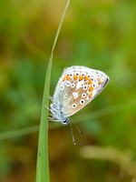 Common Blue butterfly (Polyommatus icarus)
