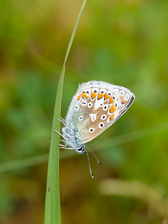 Common Blue butterfly (Polyommatus icarus)