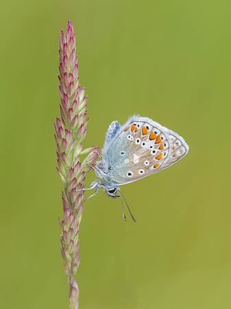 Common Blue butterfly (Polyommatus icarus)