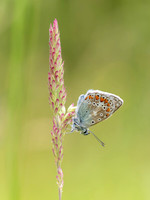 Common Blue butterfly (Polyommatus icarus)
