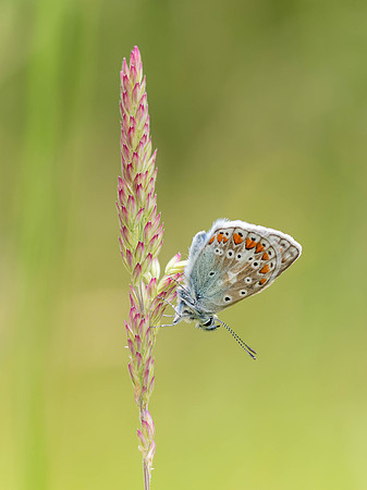 Common Blue butterfly (Polyommatus icarus)
