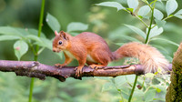 Red Squirrel