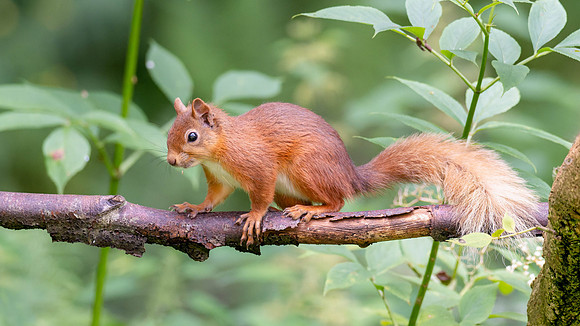 Red Squirrel