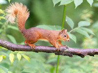 Red Squirrel