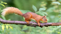 Red Squirrel